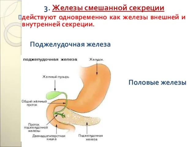 3. Железы смешанной секреции действуют одновременно как железы внешней и внутренней секреции. Поджелудочная железа Половые железы