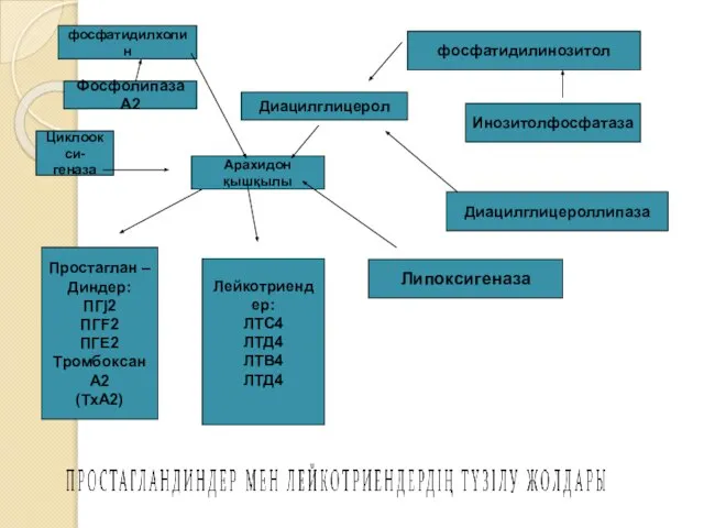 фосфатидилхолин Фосфолипаза А2 Циклоокси- геназа Арахидон қышқылы Диацилглицерол фосфатидилинозитол Инозитолфосфатаза Диацилглицероллипаза