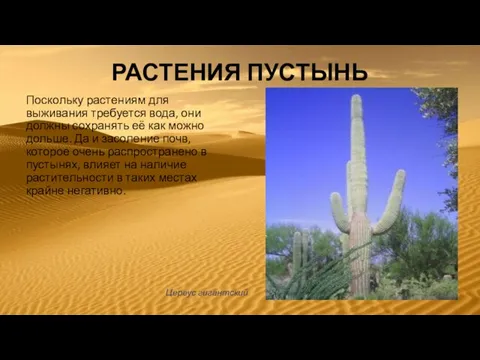 РАСТЕНИЯ ПУСТЫНЬ Поскольку растениям для выживания требуется вода, они должны сохранять