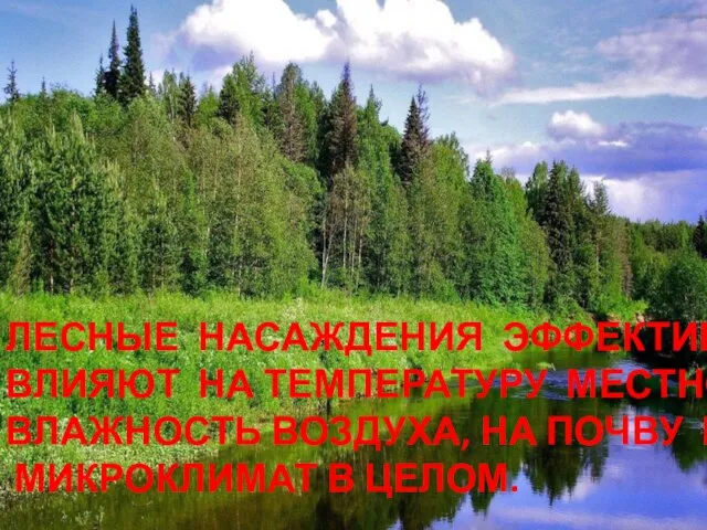 ЛЕСНЫЕ НАСАЖДЕНИЯ ЭФФЕКТИВНО ВЛИЯЮТ НА ТЕМПЕРАТУРУ МЕСТНОСТИ, ВЛАЖНОСТЬ ВОЗДУХА, НА ПОЧВУ И МИКРОКЛИМАТ В ЦЕЛОМ.