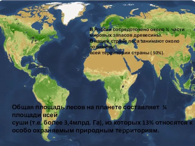 Общая площадь лесов на планете составляет ¼ площади всей суши (т.е.