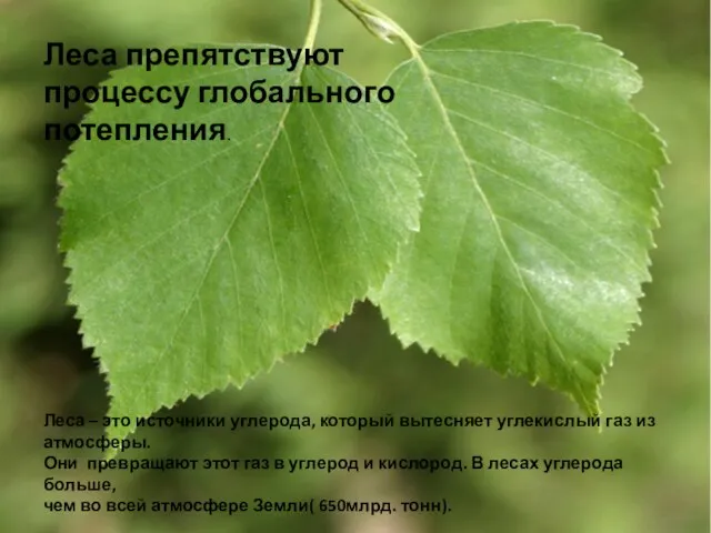 Леса препятствуют процессу глобального потепления. Леса – это источники углерода, который