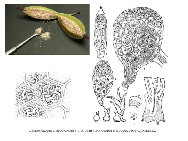 Эндомикориза необходима для развития семян и проростков Орхидных