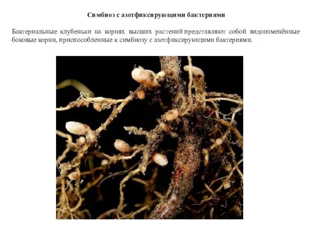 Симбиоз с азотфиксирующими бактериями Бактериальные клубеньки на корнях высших растений представляют