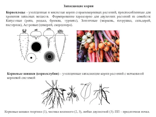 Запасающие корни Корнеплоды - утолщенные и мясистые корни стержнекорневых растений, приспособленные