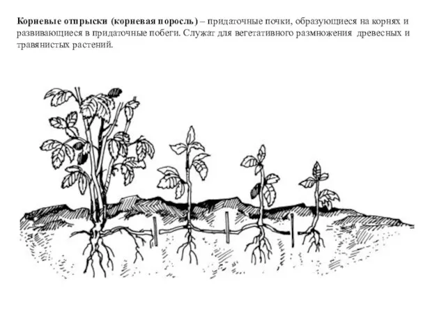 Корневые отпрыски (корневая поросль) – придаточные почки, образующиеся на корнях и