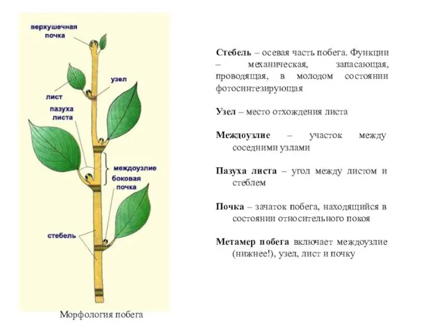 Морфология побега Стебель – осевая часть побега. Функции – механическая, запасающая,