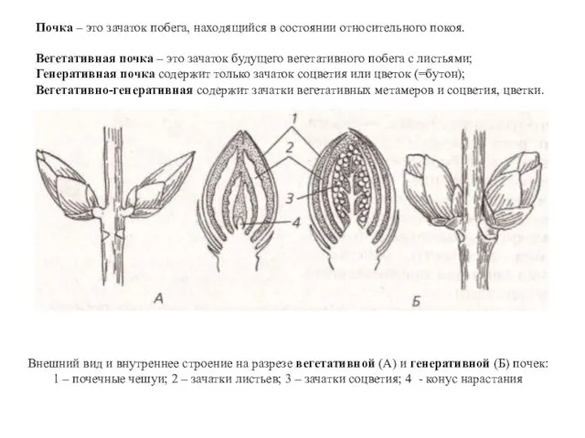 Внешний вид и внутреннее строение на разрезе вегетативной (А) и генеративной