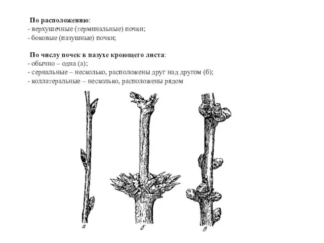 По расположению: верхушечные (терминальные) почки; боковые (пазушные) почки; По числу почек