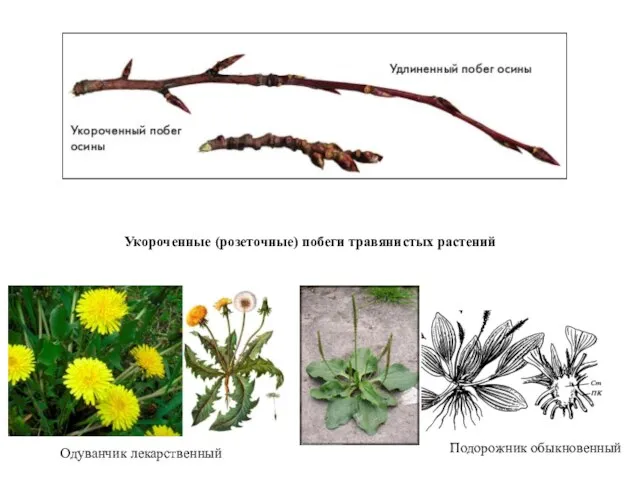 Укороченные (розеточные) побеги травянистых растений Одуванчик лекарственный Подорожник обыкновенный