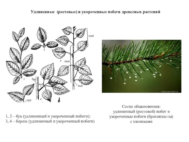 Удлиненные (ростовые) и укороченные побеги древесных растений 1, 2 – бук