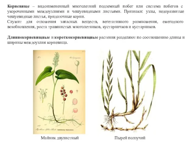 Корневище – видоизмененный многолетний подземный побег или система побегов с укороченными