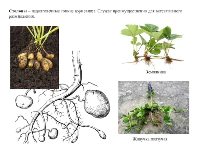 Столоны – недолговечные тонкие корневища. Служат преимущественно для вегетативного размножения. Земляника Живучка ползучая