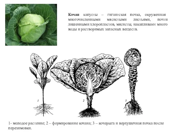 Кочан капусты – гигантская почка, окруженная многочисленными мясистыми листьями, почти лишенными