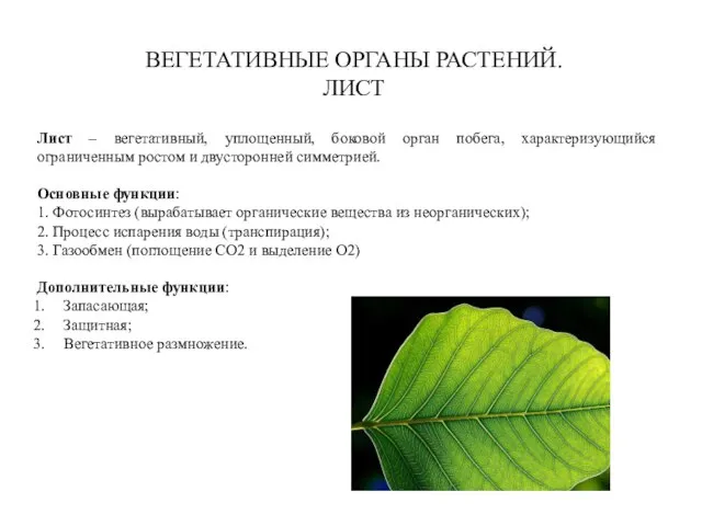 Лист – вегетативный, уплощенный, боковой орган побега, характеризующийся ограниченным ростом и