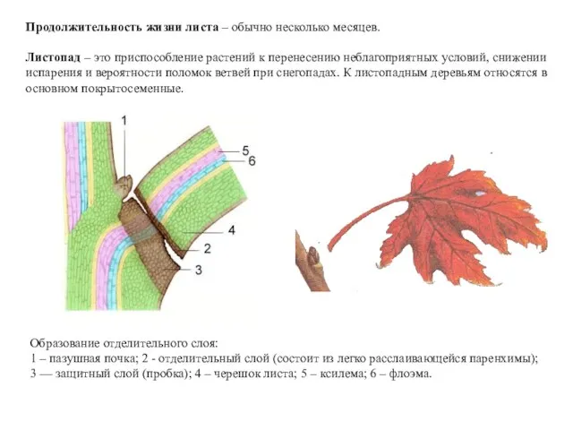 Продолжительность жизни листа – обычно несколько месяцев. Листопад – это приспособление