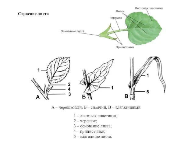 Строение листа А – черешковый, Б – сидячий, В – влагалищный