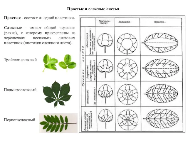 Простые и сложные листья Простые - состоят из одной пластинки. Сложные