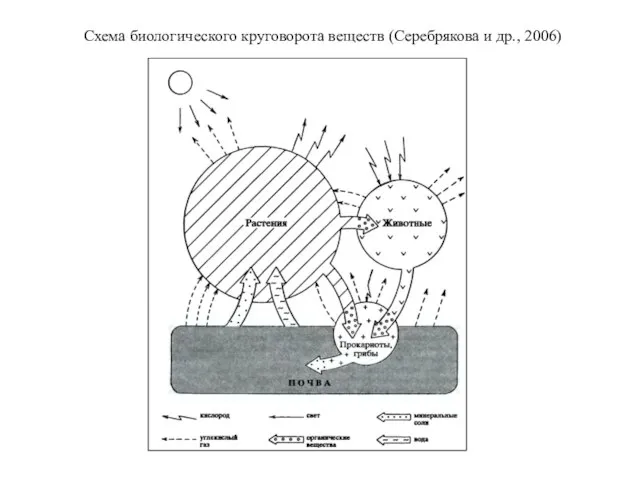 Схема биологического круговорота веществ (Серебрякова и др., 2006)