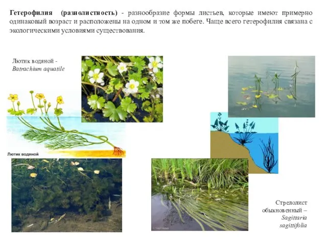 Гетерофилия (разнолистность) - разнообразие формы листьев, которые имеют примерно одинаковый возраст