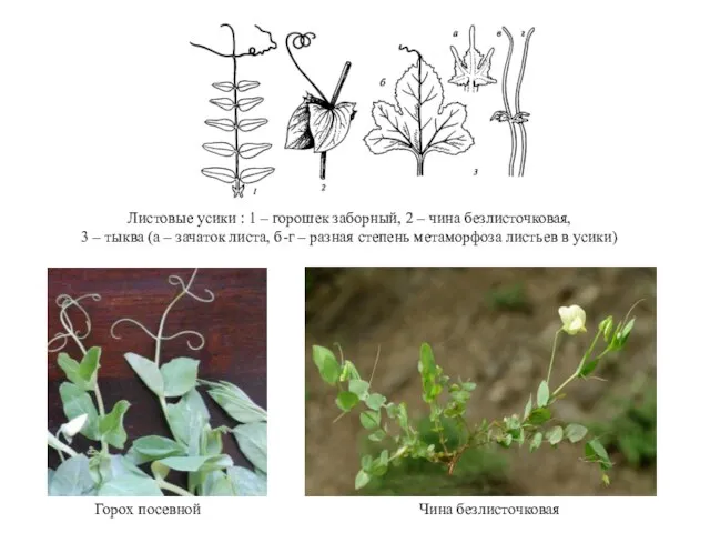 Горох посевной Чина безлисточковая Листовые усики : 1 – горошек заборный,