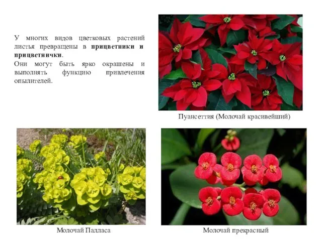 Молочай прекрасный Пуансеттия (Молочай красивейший) Молочай Палласа У многих видов цветковых