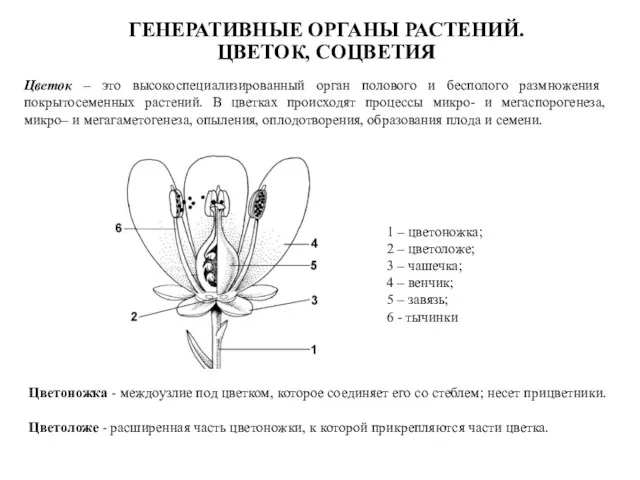 Цветок – это высокоспециализированный орган полового и бесполого размножения покрытосеменных растений.