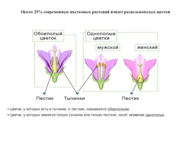 Около 25% современных цветковых растений имеют раздельнополые цветки