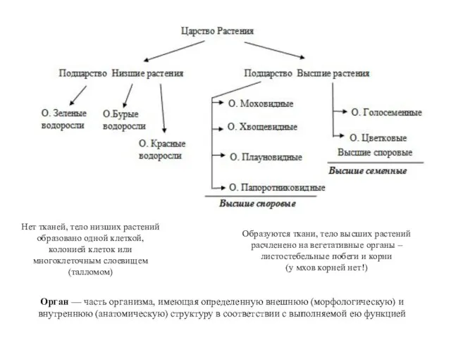 Нет тканей, тело низших растений образовано одной клеткой, колонией клеток или