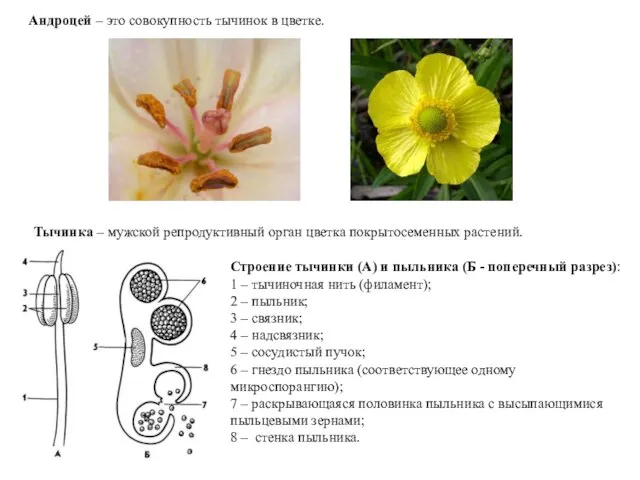 Андроцей – это совокупность тычинок в цветке. Строение тычинки (А) и