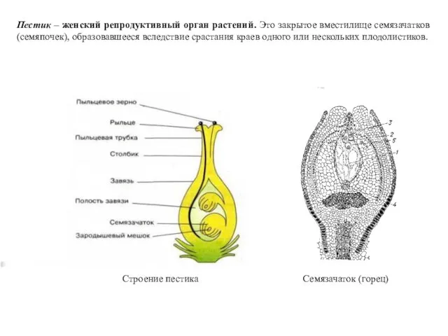 Пестик – женский репродуктивный орган растений. Это закрытое вместилище семязачатков (семяпочек),