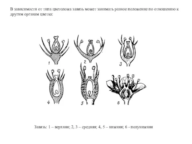 В зависимости от типа цветоложа завязь может занимать разное положение по
