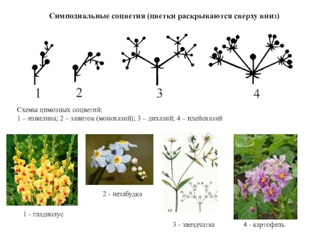 Схемы цимозных соцветий: 1 – извилина; 2 – завиток (монохазий); 3