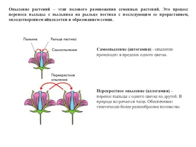 Опыление растений – этап полового размножения семенных растений. Это процесс переноса