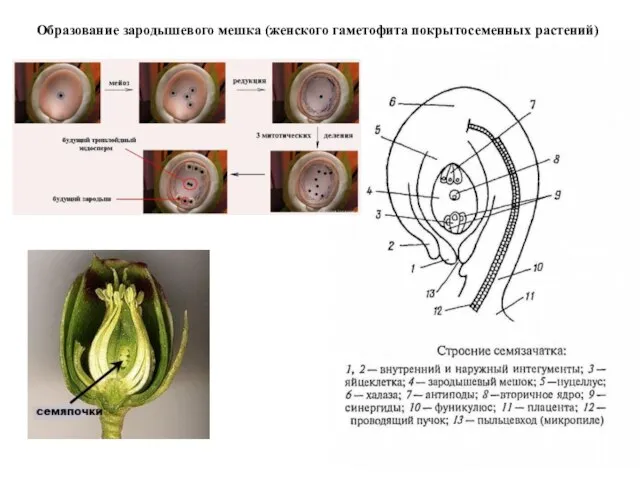 Образование зародышевого мешка (женского гаметофита покрытосеменных растений)