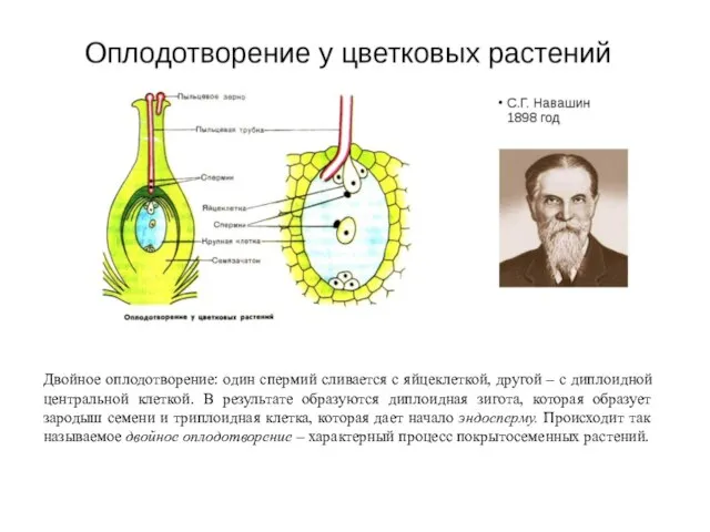 Двойное оплодотворение: один спермий сливается с яйцеклеткой, другой – с диплоидной