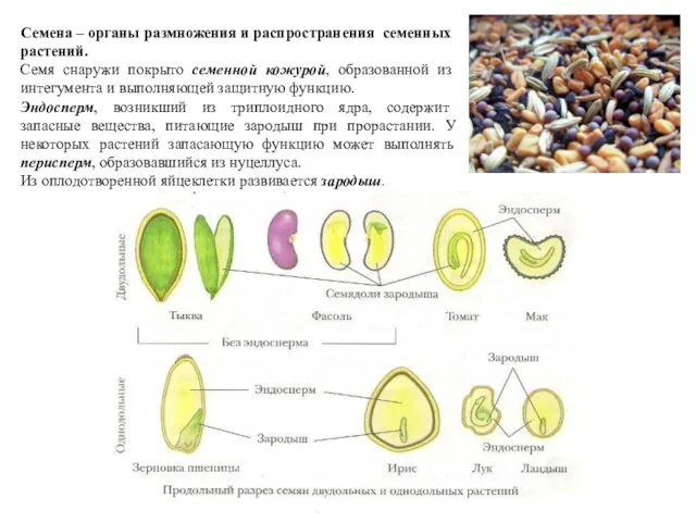 Семена – органы размножения и распространения семенных растений. Семя снаружи покрыто