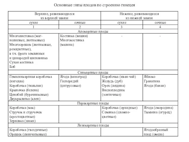 Основные типы плодов по строению гинецея