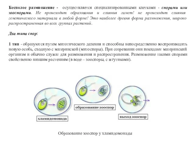 Бесполое размножение - осуществляется специализированными клетками - спорами или зооспорами. Не