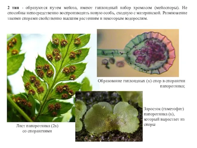 2 тип - образуются путем мейоза, имеют гаплоидный набор хромосом (мейоспоры).