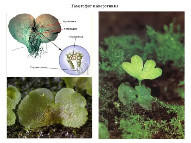 Гаметофит папоротника