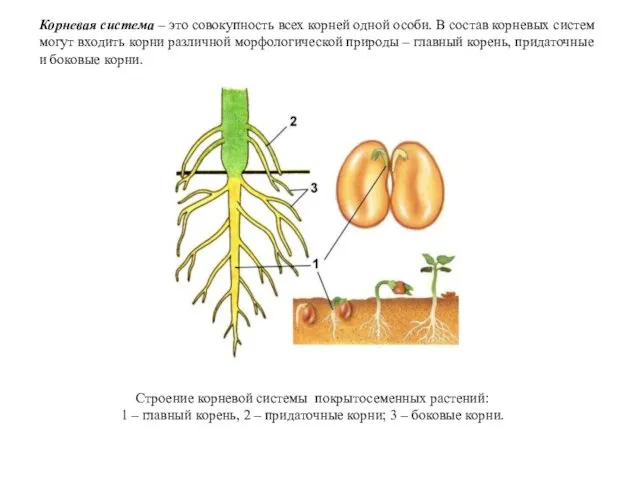 Строение корневой системы покрытосеменных растений: 1 – главный корень, 2 –