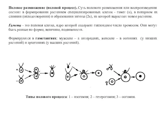 Половое размножение (половой процесс). Суть полового размножения или воспроизведения состоит в