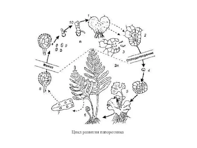 Цикл развития папоротника