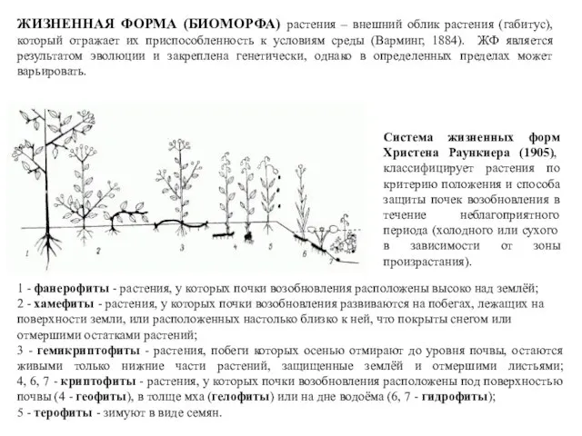 1 - фанерофиты - растения, у которых почки возобновления расположены высоко