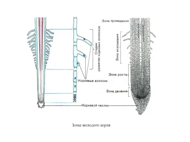 Зоны молодого корня