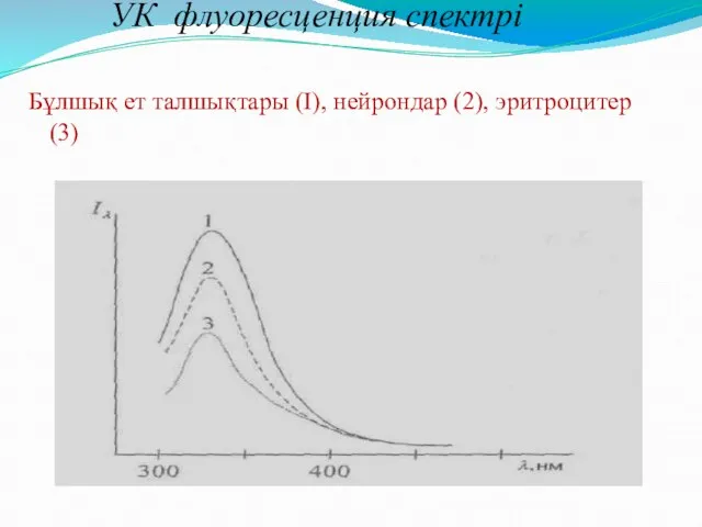 УК флуоресценция спектрі Бұлшық ет талшықтары (I), нейрондар (2), эритроцитер (3)