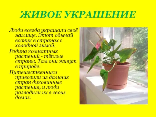 ЖИВОЕ УКРАШЕНИЕ Люди всегда украшали своё жилище. Этот обычай возник в