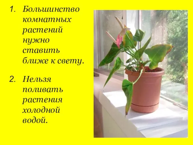 Большинство комнатных растений нужно ставить ближе к свету. Нельзя поливать растения холодной водой.