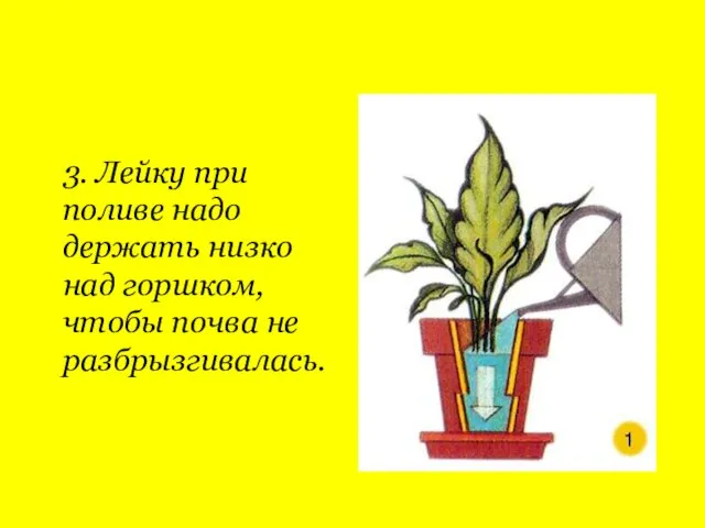 3. Лейку при поливе надо держать низко над горшком, чтобы почва не разбрызгивалась.